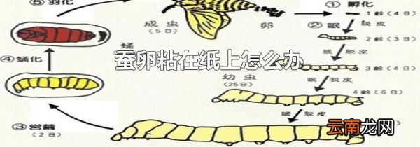 蚕卵粘在纸上怎么办