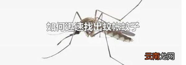 如何迅速找出蚊帐蚊子