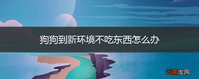 狗狗到新环境不吃东西怎么办
