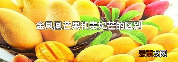 金凤凰芒果和贵妃芒的区别