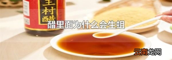 醋里面为什么会生蛆