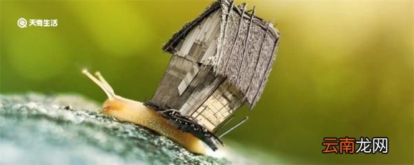 蜗居什么意思 蜗居什么意思网络用语