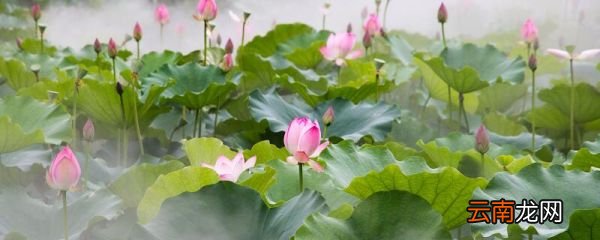 小池表达了作者对什么的热爱之情 小池古诗表达了作者什么的感情