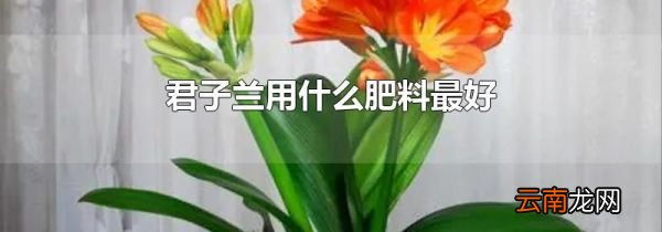 君子兰用什么肥料最好