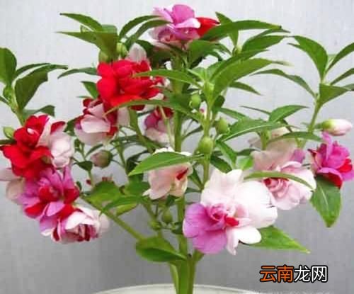 植物怎么传播种子