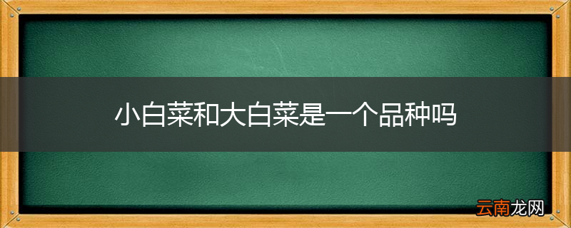 小白菜和大白菜是一个品种吗