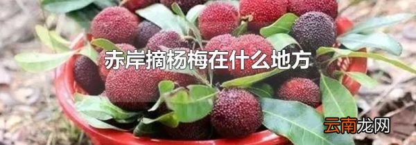 赤岸摘杨梅在什么地方