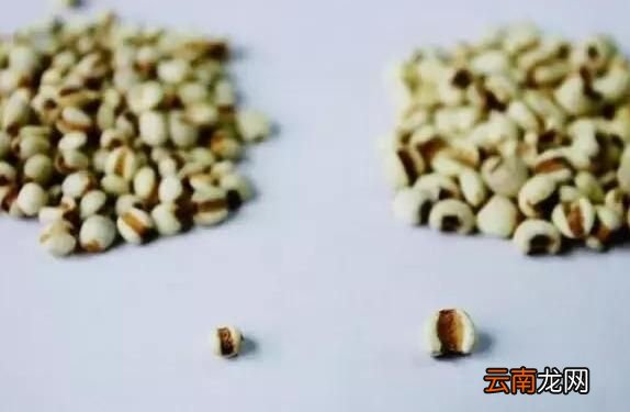 大薏米和小薏米的区别 怎样区分大薏米与小薏米