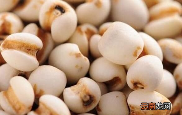 大薏米和小薏米的区别 怎样区分大薏米与小薏米
