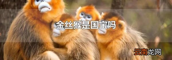 金丝猴是国宝吗