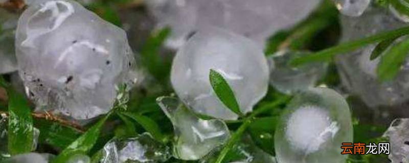 雪米子是啥