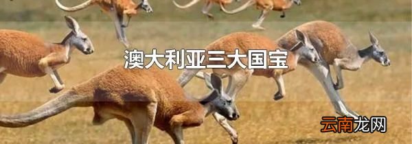 澳大利亚三大国宝