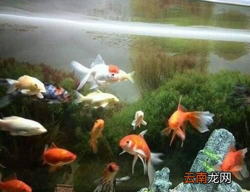 家里鱼缸要养几条鱼才最容易招财