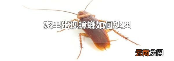 家里出现蟑螂如何处理