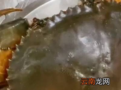 冬季大闸蟹怎么保鲜存活