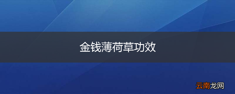 金钱薄荷草功效