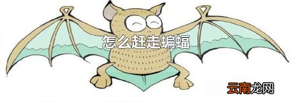 怎么赶走蝙蝠