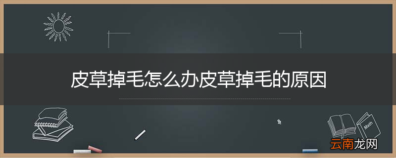 皮草掉毛怎么办皮草掉毛的原因