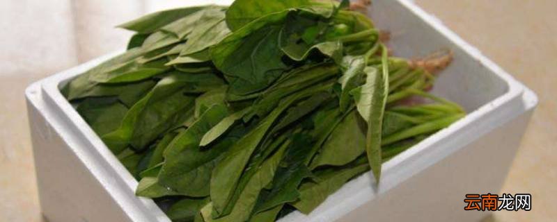 泡沫箱放蔬菜保鲜吗