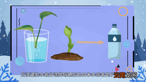 绿萝的养殖方法和注意事项 绿萝的养殖方法和注意事项有哪些
