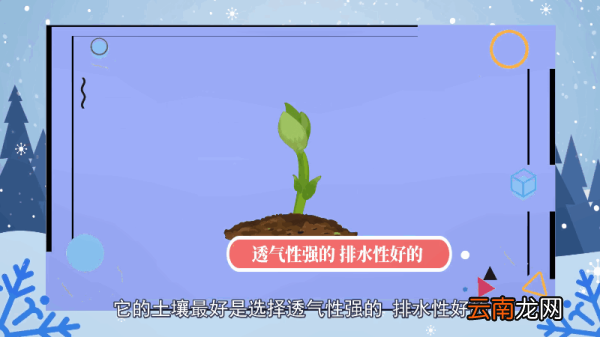 绿萝的养殖方法和注意事项 绿萝的养殖方法和注意事项有哪些