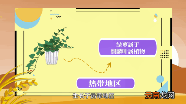 绿萝的养殖方法和注意事项 绿萝的养殖方法和注意事项有哪些