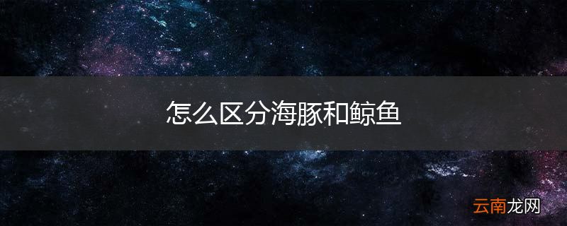 怎么区分海豚和鲸鱼