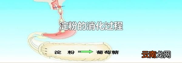 淀粉的消化过程