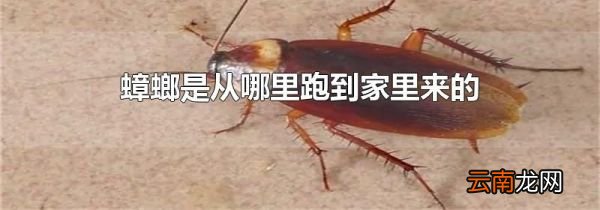 蟑螂是从哪里跑到家里来的