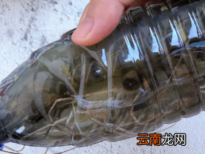 如何保存活虾
