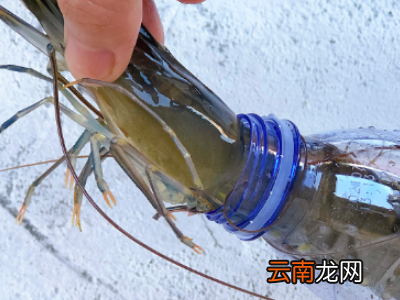 如何保存活虾