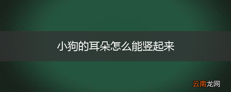 小狗的耳朵怎么能竖起来