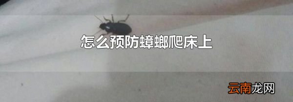 怎么预防蟑螂爬床上