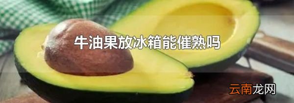 牛油果放冰箱能催熟吗