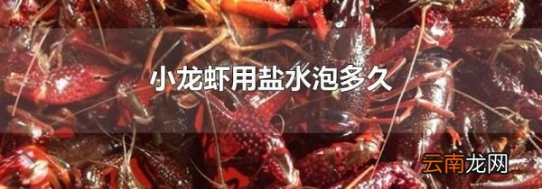 小龙虾用盐水泡多久