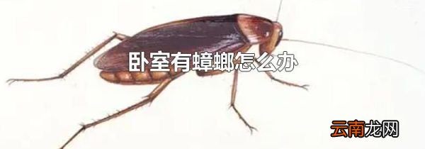 卧室有蟑螂怎么办