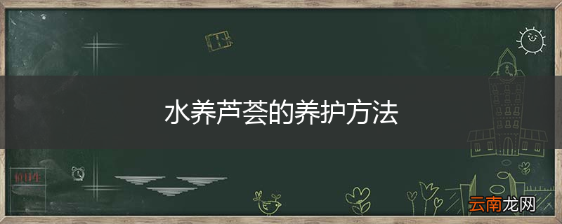 水养芦荟的养护方法