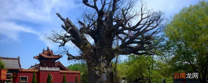 山西洪洞县迁民是哪一年