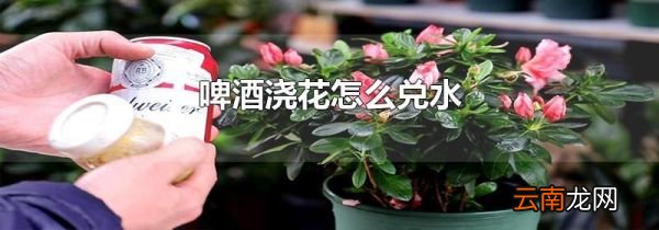 啤酒浇花怎么兑水