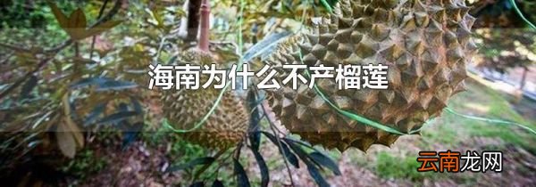 海南为什么不产榴莲