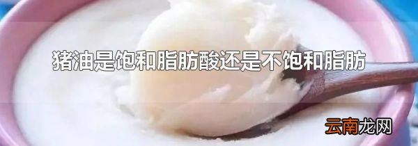 猪油是饱和脂肪酸还是不饱和脂肪