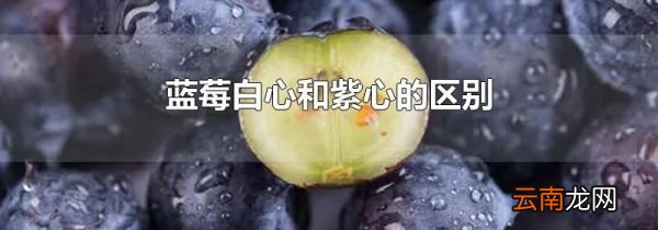 蓝莓白心和紫心的区别