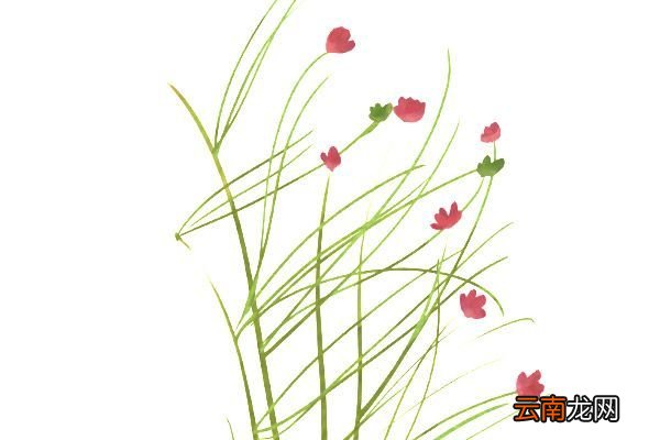 茅草花功效 茅草花功效作用