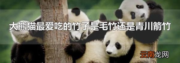 大熊猫最爱吃的竹子是毛竹还是青川箭竹