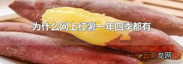 为什么网上红薯一年四季都有