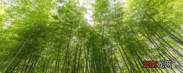 伐竹取道中的道是什么意思 伐竹取道的翻译