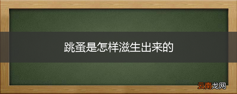 跳蚤是怎样滋生出来的