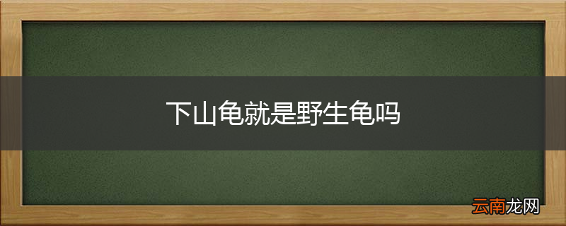 下山龟就是野生龟吗