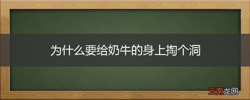 为什么要给奶牛的身上掏个洞
