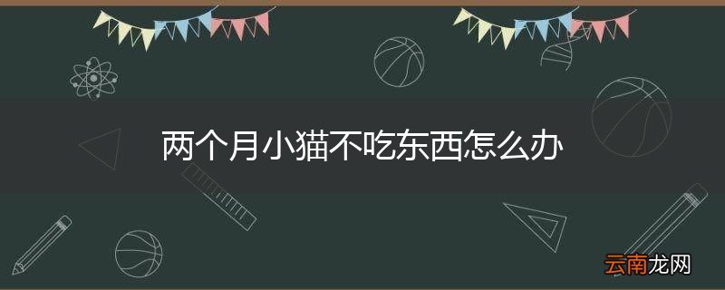 两个月小猫不吃东西怎么办
